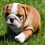 What to Consider Before Bringing a Puppy into Your Home